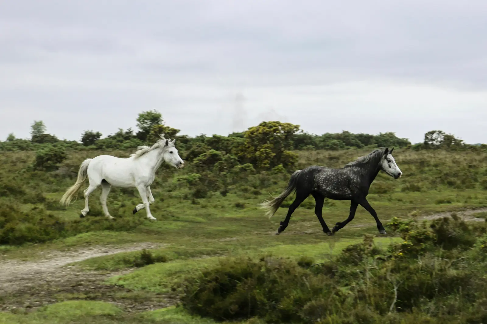 Family walking on open New Forest heath at sunset with ponies grazing in the distance