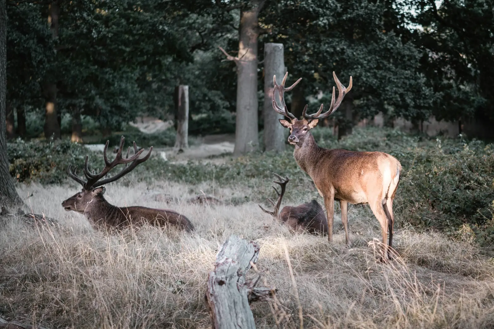 Family walking through golden bracken in Richmond Park with deer in the distance